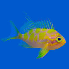 Attēlu rezultāti vaicājumam “Arthonia byssacea”