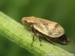 Attēlu rezultāti vaicājumam “Lepyronia coleoptrata”