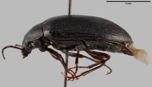 Attēlu rezultāti vaicājumam “Prionychus ater”