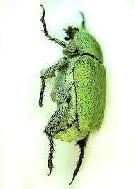 Attēlu rezultāti vaicājumam “Hoplia parvula”