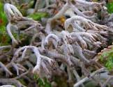 Attēlu rezultāti vaicājumam “Cladonia rangiferina”