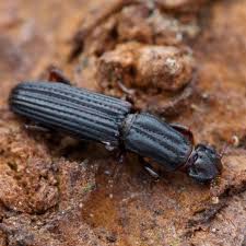 Attēlu rezultāti vaicājumam “Lamproderma debile macro”