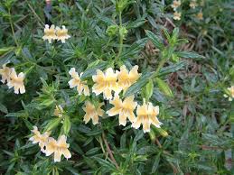 Image result for Mimulus x hybrida