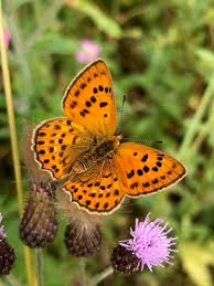 Attēlu rezultāti vaicājumam “Lycaena virgaureae”