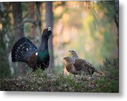 Attēlu rezultāti vaicājumam “Tetrao urogallus male”