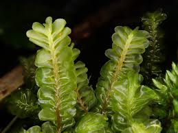 Attēlu rezultāti vaicājumam “Plagiochila porelloides”