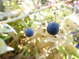 Attēlu rezultāti vaicājumam “Polygonatum multiflorum  fruit”