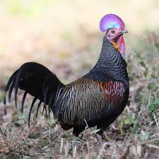 Attēlu rezultāti vaicājumam “Gallus”