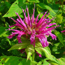 Image result for Monarda didyma