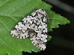 Attēlu rezultāti vaicājumam “Moma alpium”