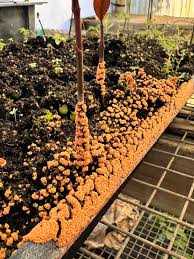 Attēlu rezultāti vaicājumam “Fuligo gyrosa”