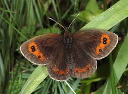 Attēlu rezultāti vaicājumam “Erebia aethiops”