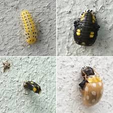 Attēlu rezultāti vaicājumam “Halyzia sedecimguttata”