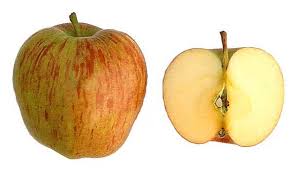 Attēlu rezultāti vaicājumam “Malus domestica fruit”