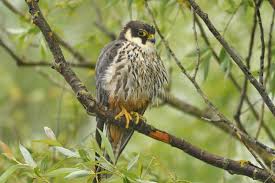 Attēlu rezultāti vaicājumam “Falco subbuteo”