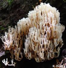 Attēlu rezultāti vaicājumam “Clavicorona pyxidata”