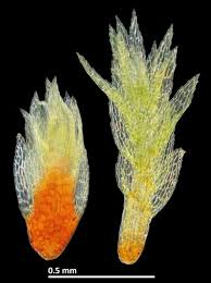 Attēlu rezultāti vaicājumam “Philonotis sporophyte”