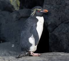 Image result for penguin