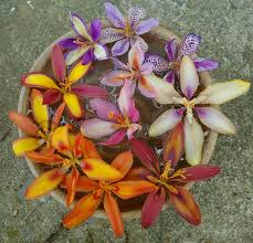 Image result for Pardancanda norrisii