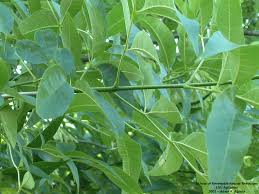 Attēlu rezultāti vaicājumam “Fraxinus pennsylvanica leaf”