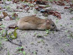 Attēlu rezultāti vaicājumam “Rattus norvegicus”