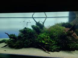 Znalezione obrazy dla zapytania takashi amano%