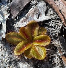 Attēlu rezultāti vaicājumam “Droseraceae”
