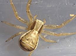 Attēlu rezultāti vaicājumam “Xysticus ulmi”