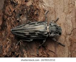 Attēlu rezultāti vaicājumam “Chalcophora mariana”