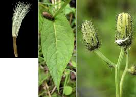 Attēlu rezultāti vaicājumam “Crepis paludosa leaf”