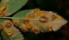 Attēlu rezultāti vaicājumam “Gymnosporangium cornutum”