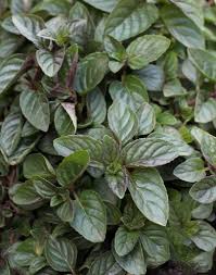 Image result for Menta x piperita