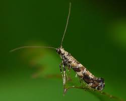 Attēlu rezultāti vaicājumam “Gracillaria syringella imago”