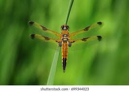 Attēlu rezultāti vaicājumam “Libellula quadrimaculata eggs”