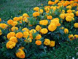 Attēlu rezultāti vaicājumam “Tagetes”