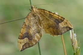 Attēlu rezultāti vaicājumam “Eulithis populata”