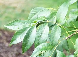 Attēlu rezultāti vaicājumam “Fraxinus pennsylvanica fruit”