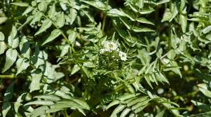Attēlu rezultāti vaicājumam “Berula erecta leaf”