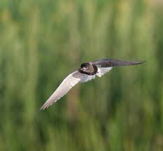 Attēlu rezultāti vaicājumam “Chlidonias niger eggs”