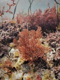 Attēlu rezultāti vaicājumam “Ceramium sp.”