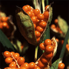 Attēlu rezultāti vaicājumam “Hordelymus europaeus fruit”