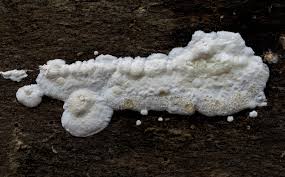 Attēlu rezultāti vaicājumam “Gloeoporus pannocinctus”