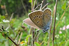 Attēlu rezultāti vaicājumam “Agrodiaetus amandus female”