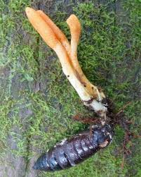Attēlu rezultāti vaicājumam “Cordyceps militaris”