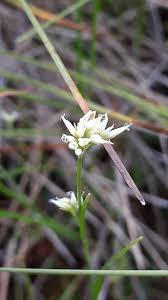 Attēlu rezultāti vaicājumam “Rhynchospora alba flower”