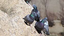 Attēlu rezultāti vaicājumam “Columba livia f. domestica adult”