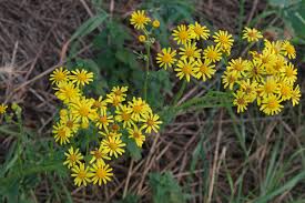 Attēlu rezultāti vaicājumam “Jacobaea vulgaris leaf”