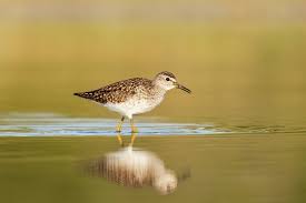 Attēlu rezultāti vaicājumam “Tringa glareola”