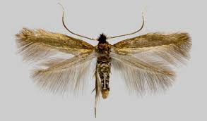 Attēlu rezultāti vaicājumam “Bucculatricidae”