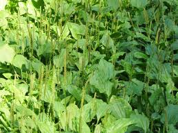 Attēlu rezultāti vaicājumam “Plantago major subsp. intermedia leaf”